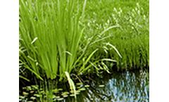 Habitat Site Restoration