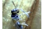 Fighting Ant.MP4-Video