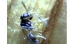 Fighting Ant.MP4-Video