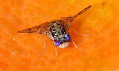 Sparks - Wolbachia Technology for Food Sustainability