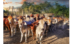Sparks - Wolbachia Technology for Friendly - Cattle Tick