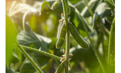 Sparks - Wolbachia Technology for Friendly - Soybean Looper (Chrysodeixis Includens)