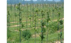 Wellco - Fiberglass Plant Stake