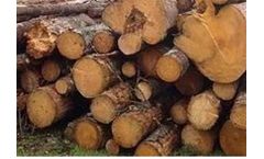 Beaver - Soft Wood / Hard Wood