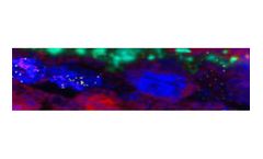 Nano-analytical microscope systems solutions for archaeology & the arts sector