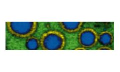 Nano-analytical microscope systems solutions for food technology sector