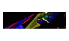 Nano-analytical microscope systems solutions for nano-carbon & 2D materials sector