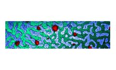 Nano-analytical microscope systems solutions for polymers sector