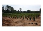 NEF - Energy Crop Breeding