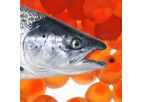 Salmon Eggs