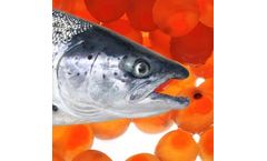 Salmon Eggs