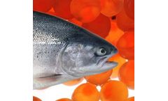 Rainbow Trout Eggs