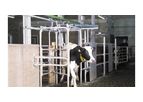 Automatic Dairy Cow Sorting System