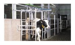 Automatic Dairy Cow Sorting System