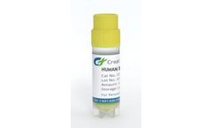 Creative Biogene - Model ERCC1 -CSC-RK0002 - Human Excision Repair Cross Complementing Polypeptide
