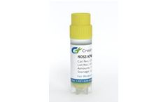 Creative Biogene - Model CSC-RK0047-Nos3 - Knockout Mouse Cardiac Microvascular Endothelial Cells