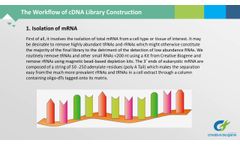cDNA Library Construction - Video