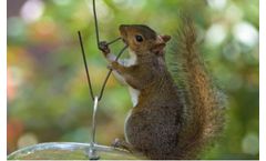 Silicone Tapes for Animal Mitigation