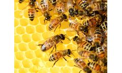 World Bee Day 2021