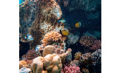 Environmental Impacts of Dredging on Coral Reefs