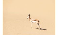 Gulf Ecology Merger