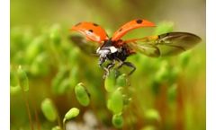 UK Environment Act 2021 and Biodiversity Net Gain