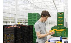 Hoogendoorn - Version work-it - Management Information System for Labor Efficiency, Production and Food Safety