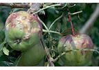 Assured Products - Hail Risk in Pomaceous Fruit