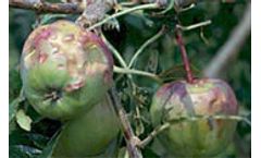 Assured Products - Hail Risk in Pomaceous Fruit