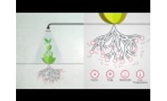 Foliar Feeding - Highly Effective Plant Nutrition - Video