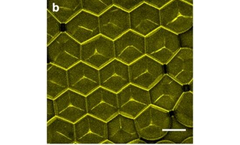Cells Using 3D Bioprinting Traps