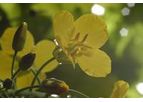 Oilseed Rape
