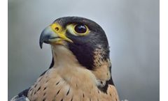 U.S. Fish and Wildlife Service and Noaa Fisheries To Propose Regulatory Revisions To Endangered Species Act