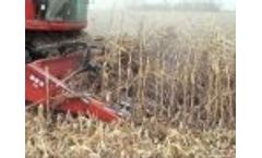 Hawkins Corn Reel Video