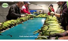 Fresh Market Sweet Corn Processing Line - Sweere - Video