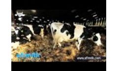 Afimilk Cow Monitoring (Neck Tag) Testimonial - Rectory Farm, UK Video