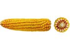 OSEVA - Model CEWEL 180 - Maize Hybrid Seed