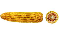OSEVA - Model CEWEL 180 - Maize Hybrid Seed