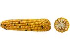 OSEVA - Model CELUKA 220 - Maize Hybrid for Silage