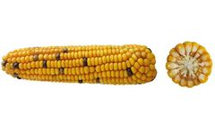 OSEVA - Model CELUKA 220 - Maize Hybrid for Silage