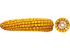 OSEVA - Model CEBERT 230 - Maize OSEVA Hybrid