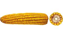 OSEVA - Model CEBERT 230 - Maize OSEVA Hybrid