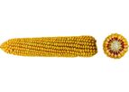 OSEVA - Model CEBIR 240 - Silage
