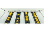 Sorma - Optical Fruit and Vegetable Sorting Machine