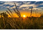 Farm-Journal - Market Insights Research Service