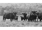 Beef Industry Research Services