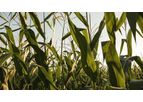 Agrotain - Model Plus SC - Nitrogen Stabilizer