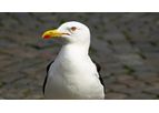 Seagull Deterrent Systems and Seagull Scarers Services