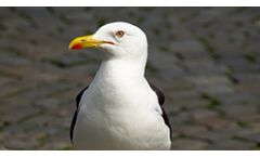 Seagull Deterrent Systems and Seagull Scarers Services