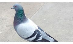 Pigeon Deterrents Solutions Services